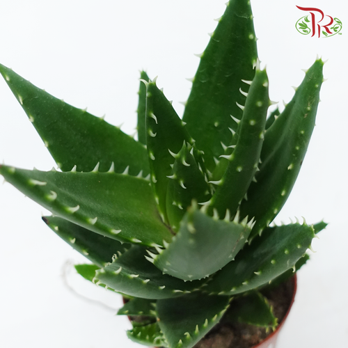 Aloe Vera P12 CM《芦荟》