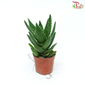 Aloe Vera P12 CM《芦荟》