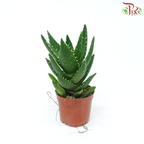 Aloe Vera P12 CM《芦荟》