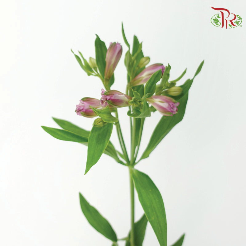 Alstroemeria