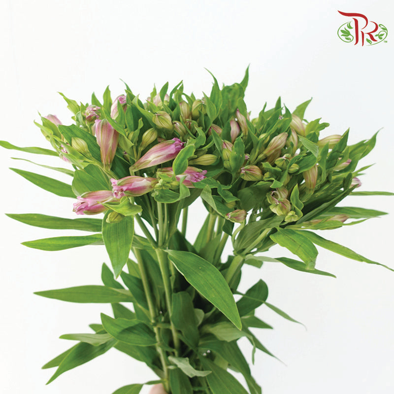 Alstroemeria