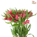 Alstroemeria