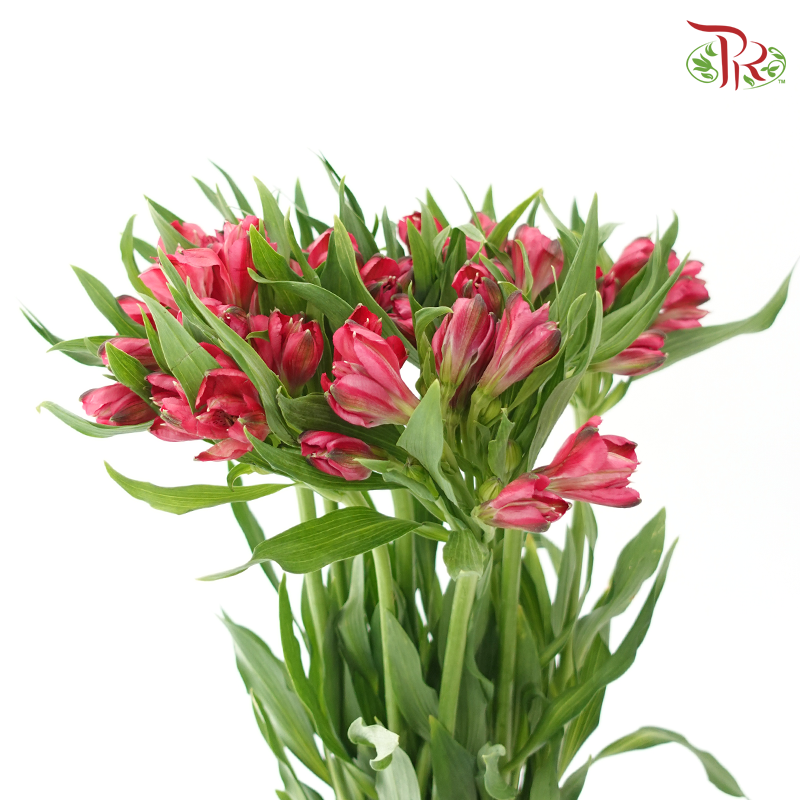Alstroemeria