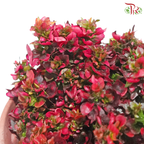 Alternanthera P120《苋草》