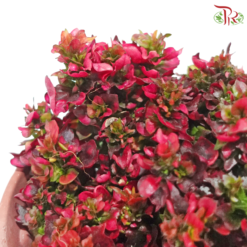 Alternanthera P120《苋草》