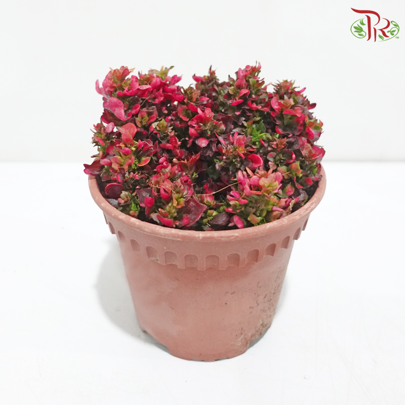 Alternanthera P120《苋草》