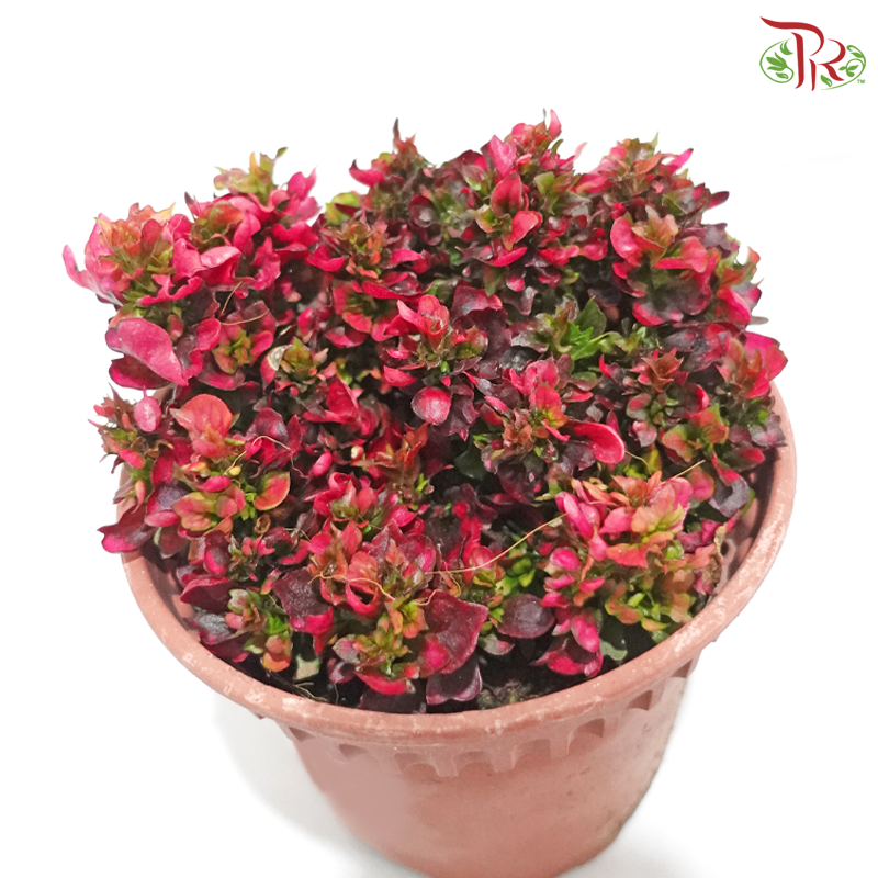 Alternanthera P120《苋草》