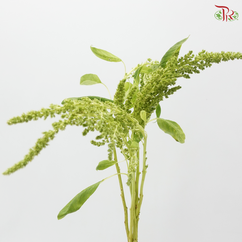 Amaranthus