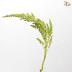 Amaranthus