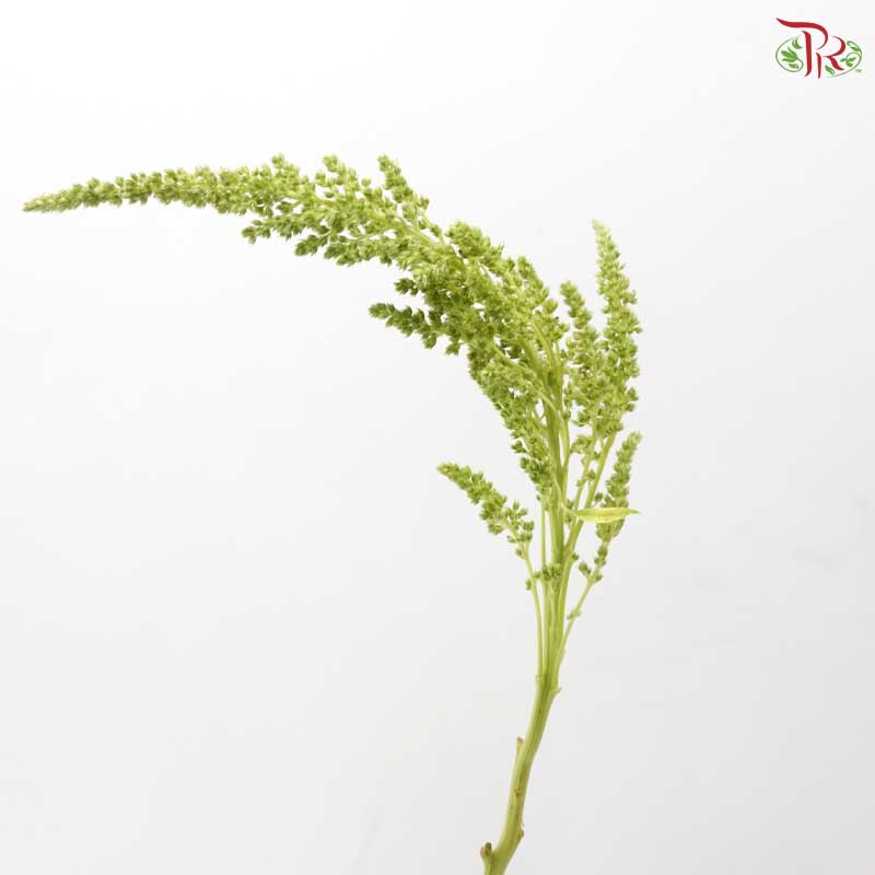 Amaranthus