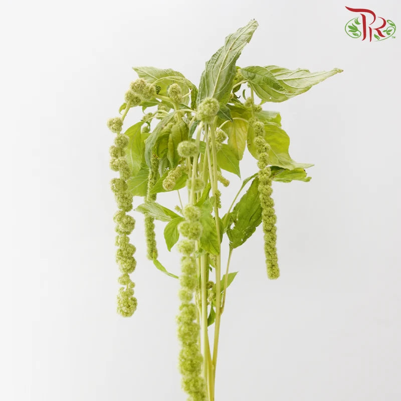 Amaranthus Hanging Big Ball 《大球尾穗苋》