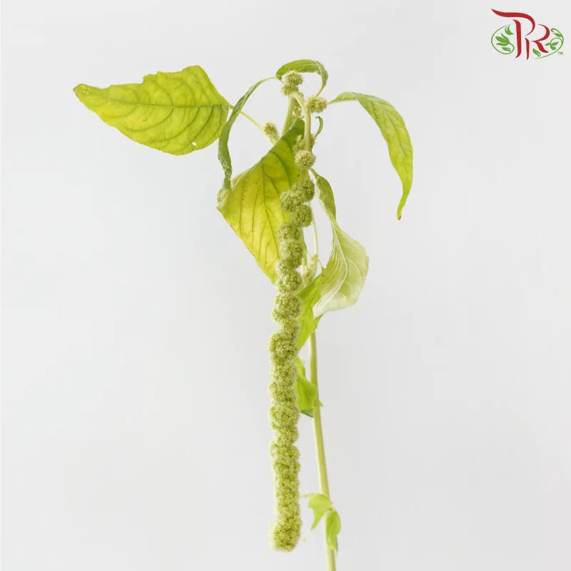 Amaranthus Hanging Big Ball 《大球尾穗苋》