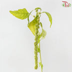 Amaranthus Hanging Big Ball 《大球尾穗苋》