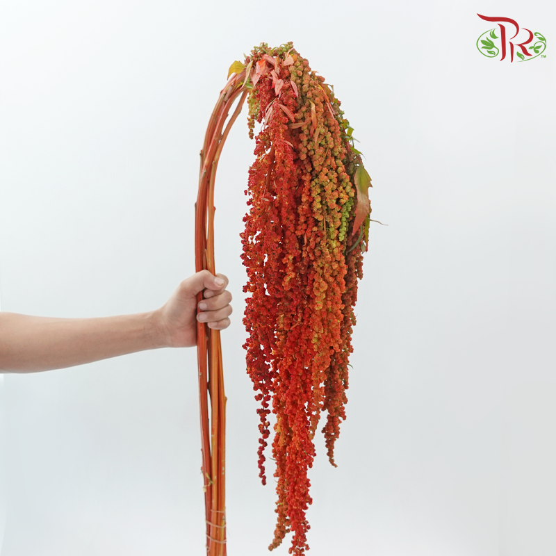 Amaranthus Hanging 《尾穗苋》