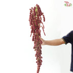 Amaranthus Hanging Big Ball 《大球尾穗苋》