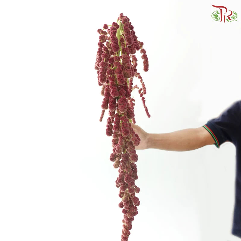 Amaranthus Hanging Big Ball 《大球尾穗苋》