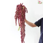 Amaranthus Hanging Big Ball 《大球尾穗苋》