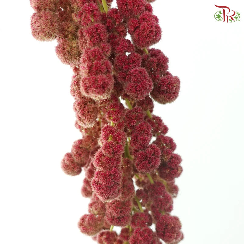 Amaranthus Hanging Big Ball 《大球尾穗苋》