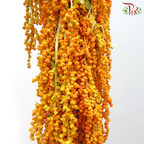 Amaranthus Hanging 《尾穗苋》