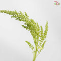 Amaranthus