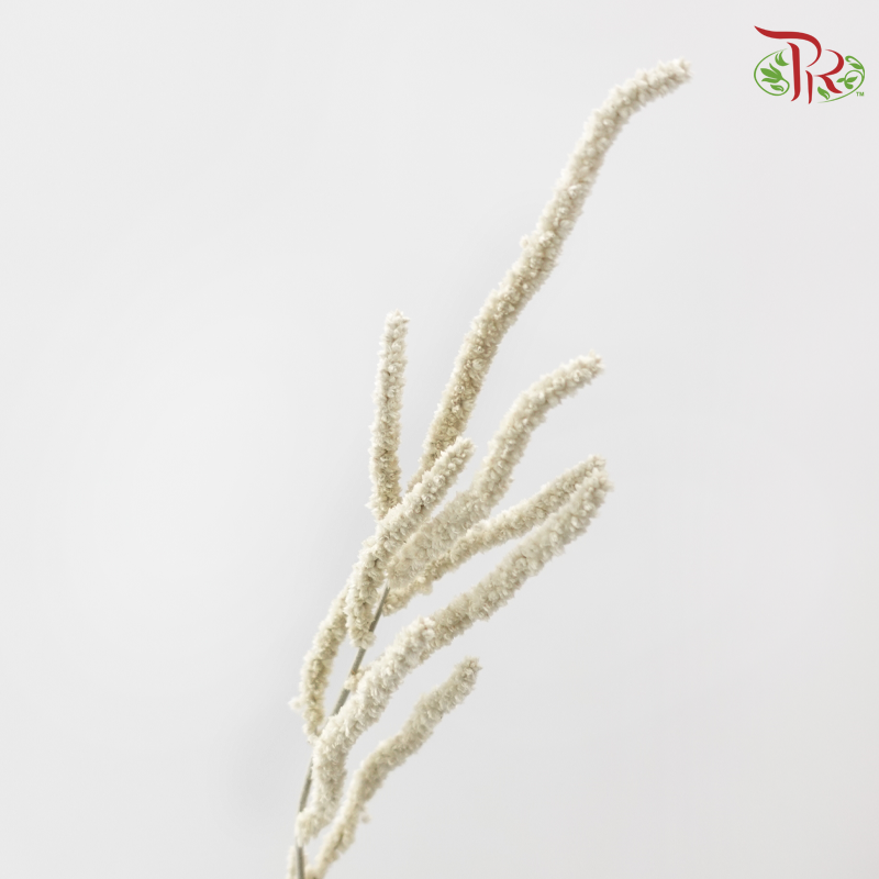 Amaranthus Yearming Desert White