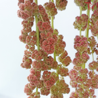 Amaranthus Hanging 《尾穗苋》