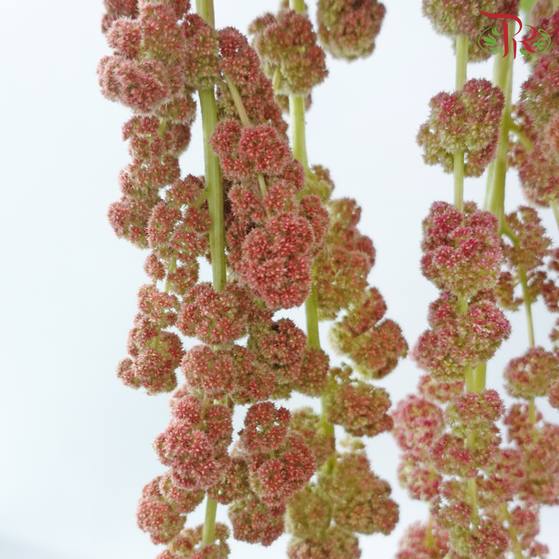 Amaranthus Hanging 《尾穗苋》