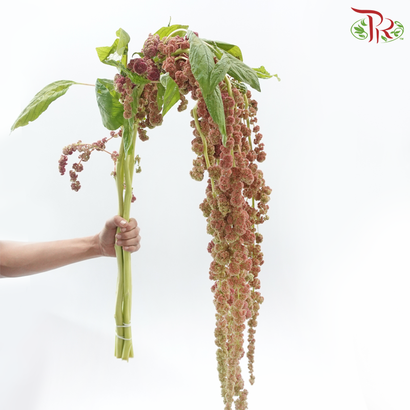 Amaranthus Hanging 《尾穗苋》