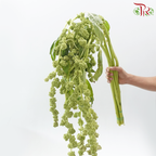 Amaranthus Hanging 《尾穗苋》