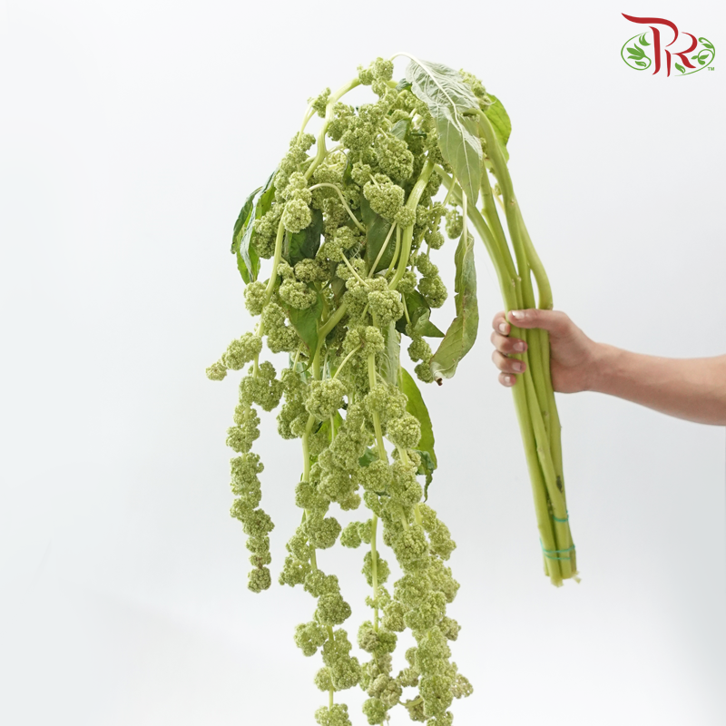 Amaranthus Hanging 《尾穗苋》