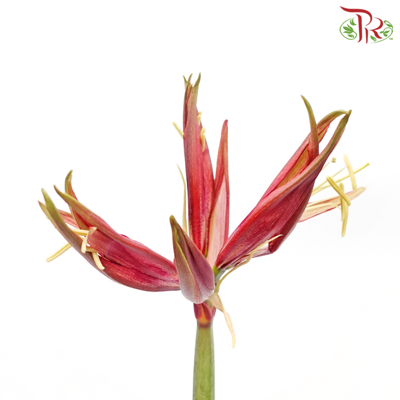 Amaryllis Tango - Red (Per Stem) - Pudu Ria Florist