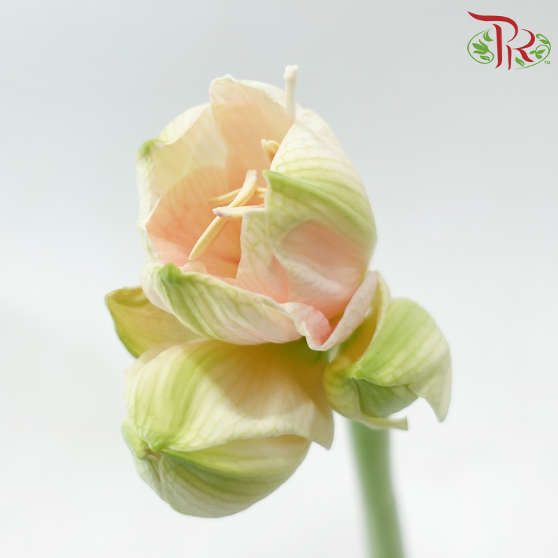 Amaryllis