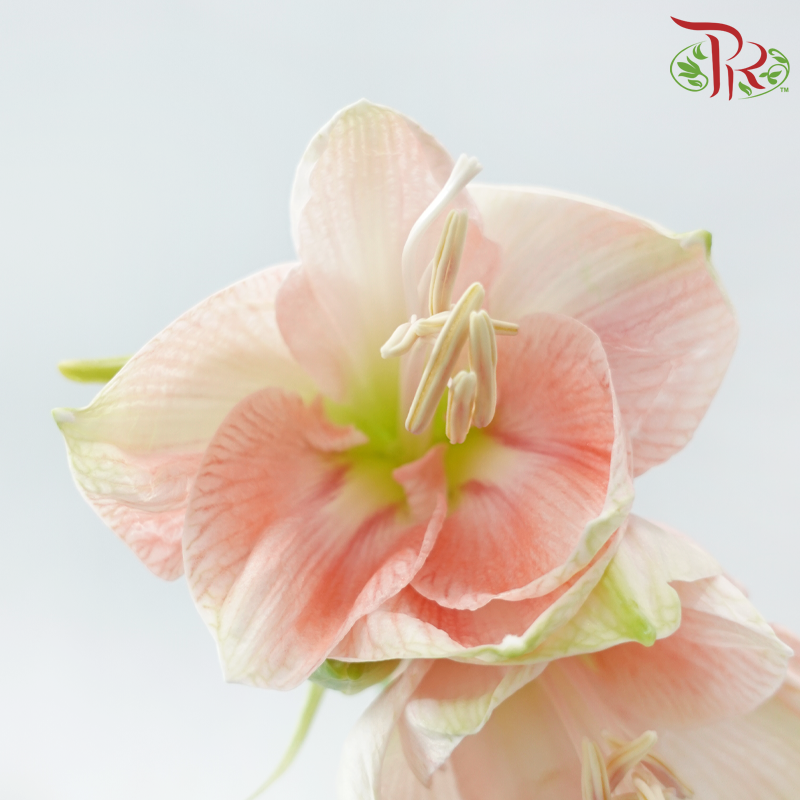 Amaryllis
