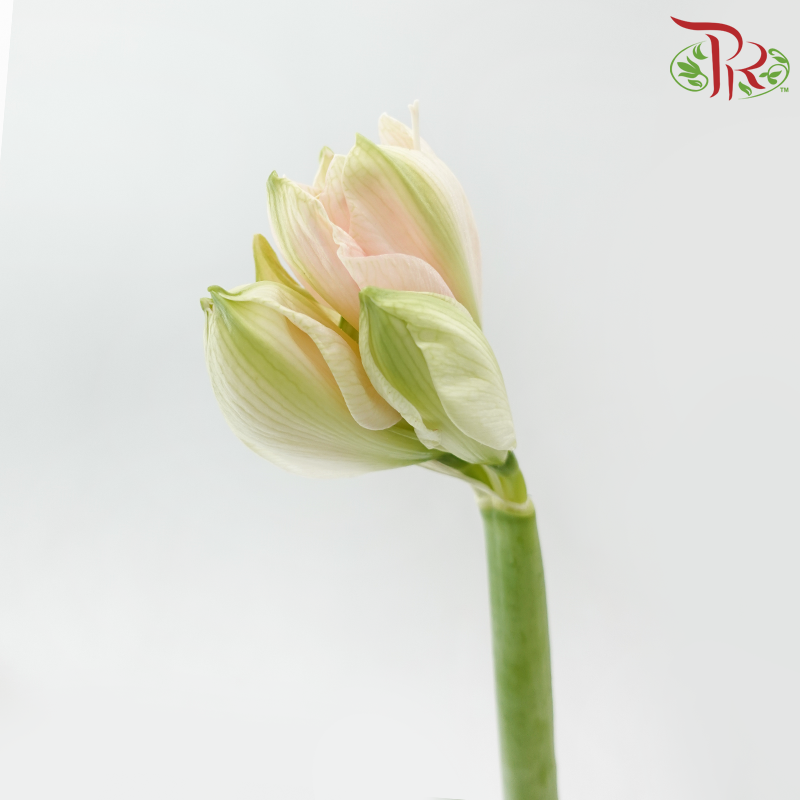 Amaryllis