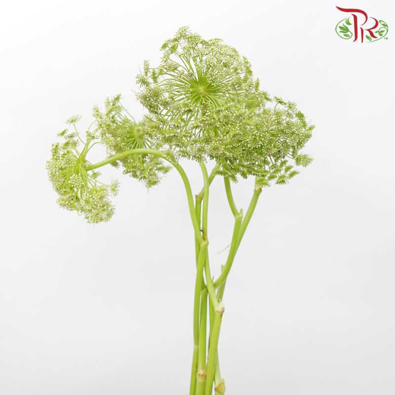 Ammi Visnaga