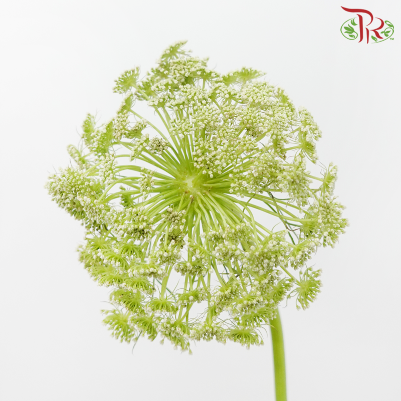Ammi Visnaga