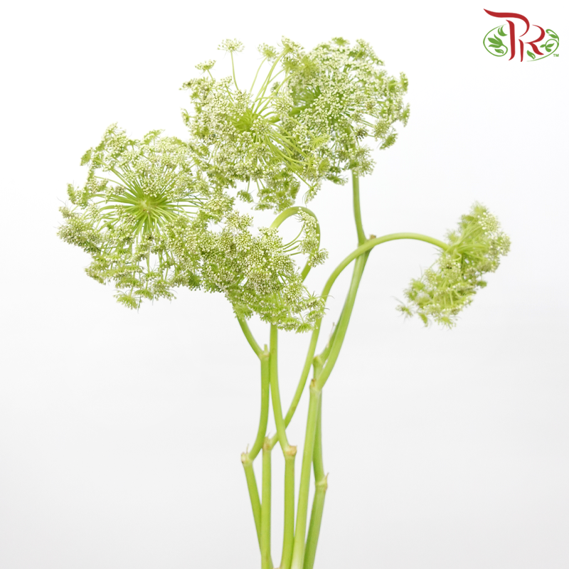 Ammi Visnaga
