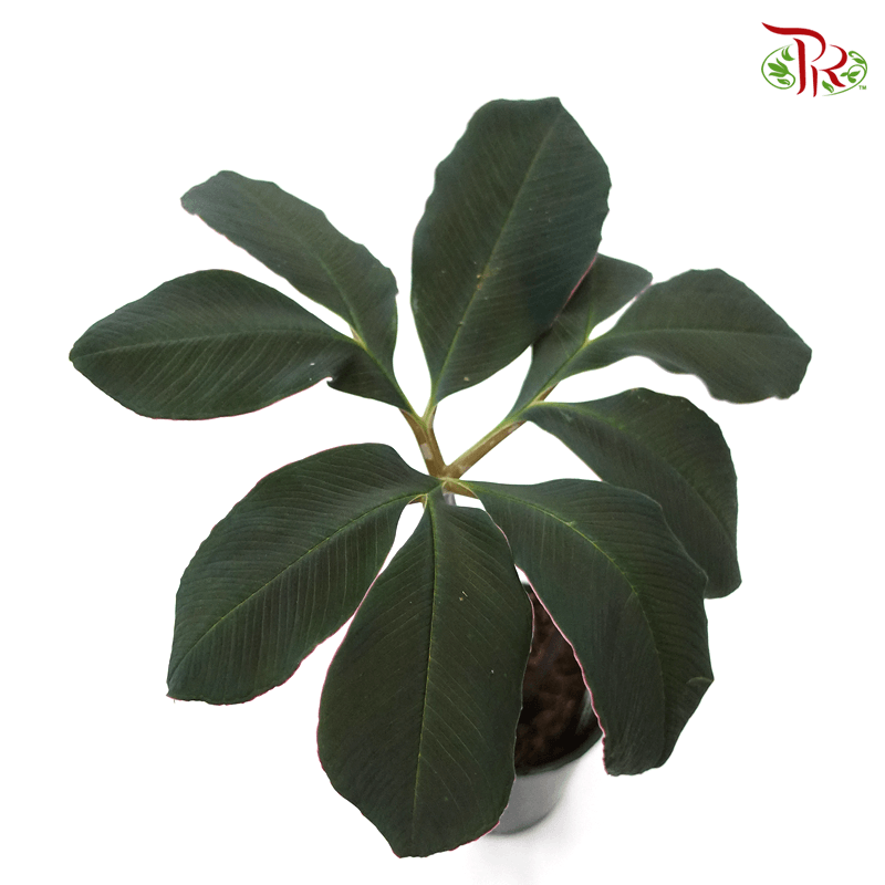 Amorphophallus Atroviridis 《黑葉魔芋》 - Pudu Ria Florist