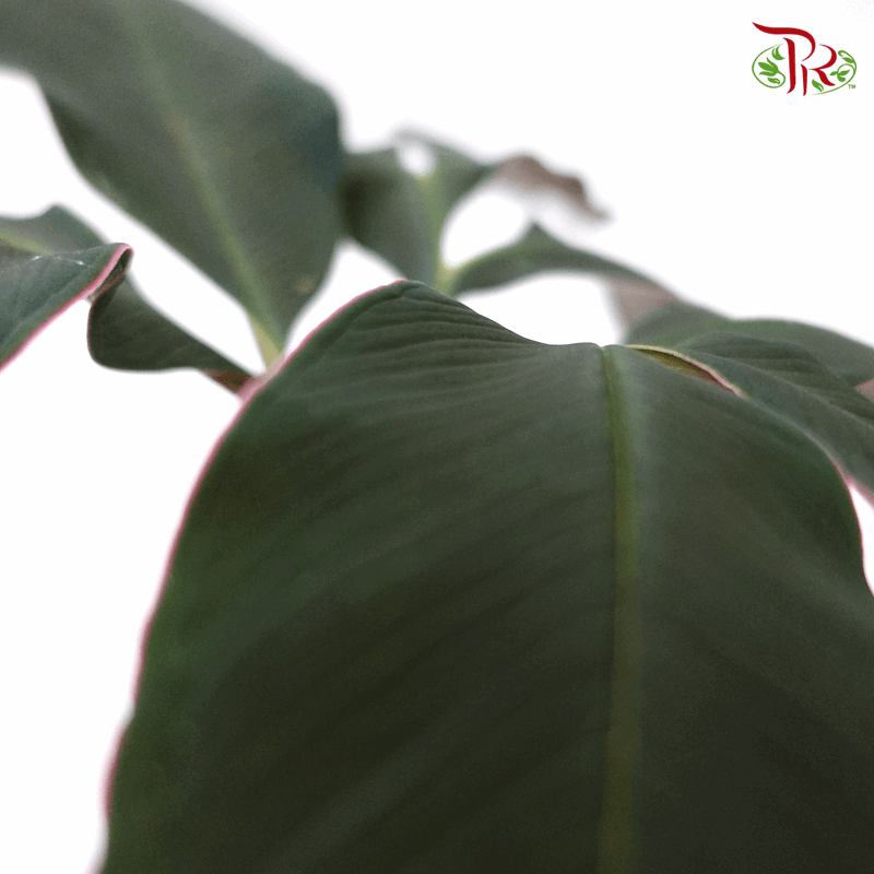 Amorphophallus Atroviridis 《黑葉魔芋》 - Pudu Ria Florist