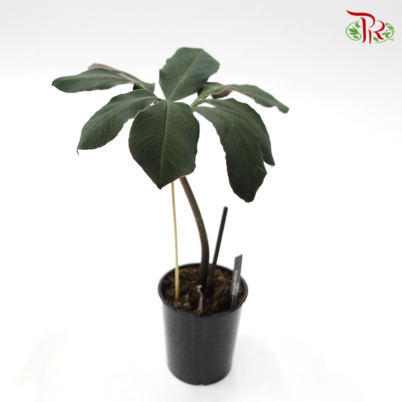 Amorphophallus Atroviridis 《黑葉魔芋》 - Pudu Ria Florist
