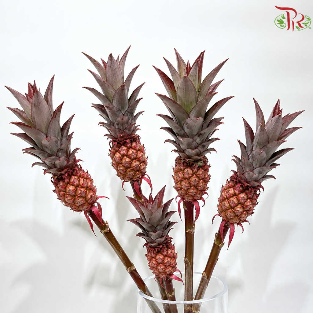 Ananas lucidus (Dwarf Pineapple)