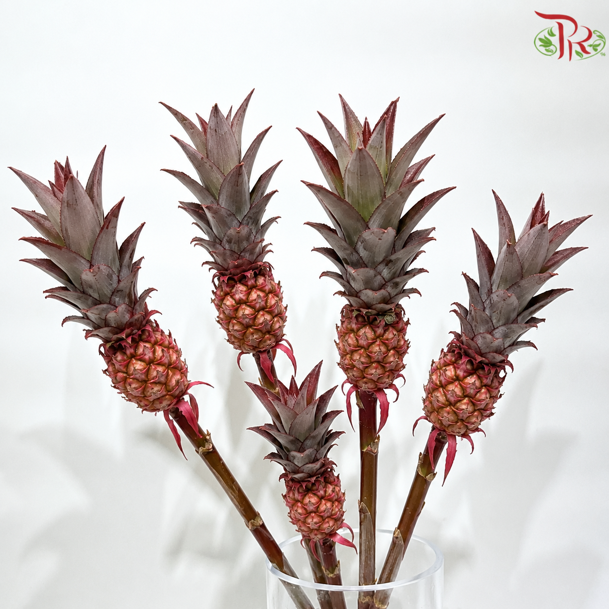 Ananas lucidus (Dwarf Pineapple)