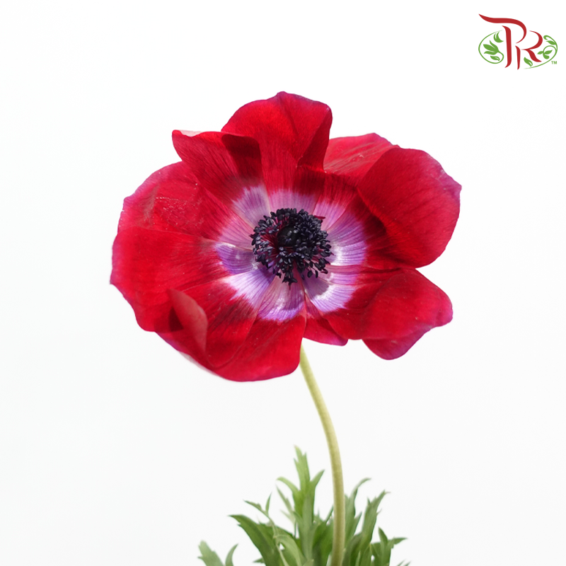 Anemone