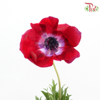 Anemone