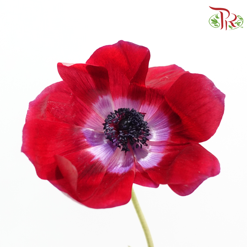 Anemone