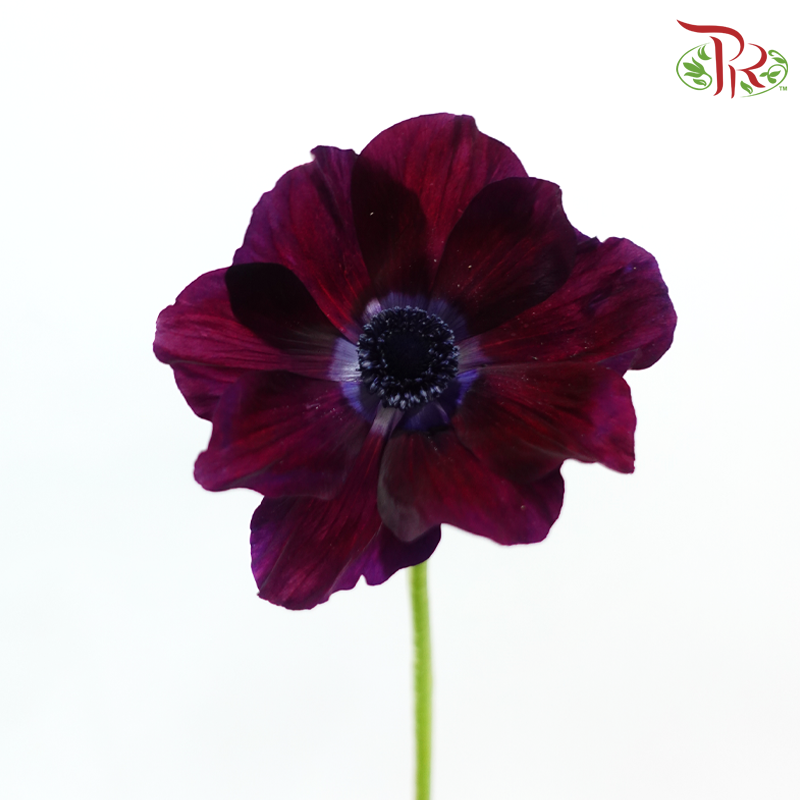 Anemone