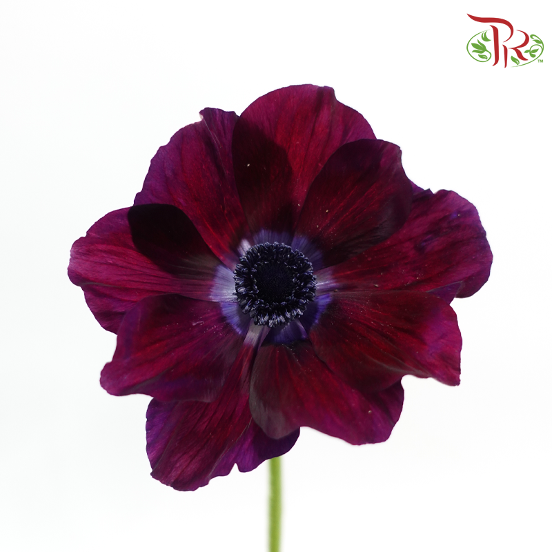 Anemone