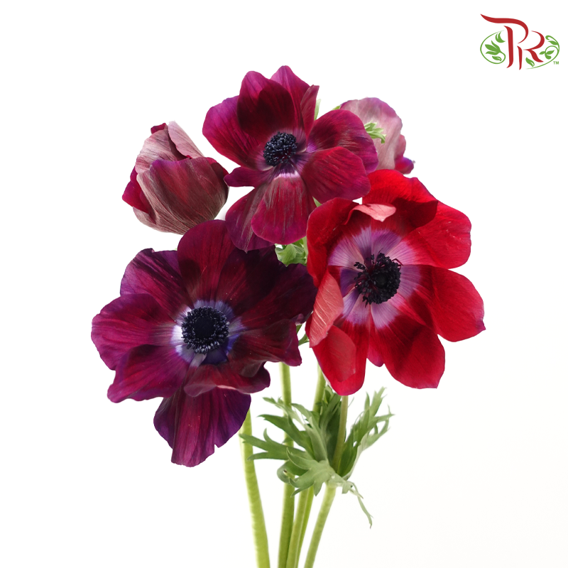 Anemone