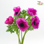 Anemone