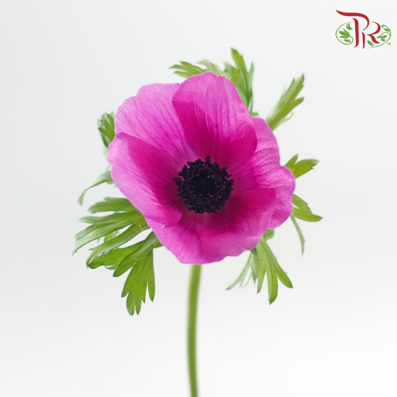 Anemone